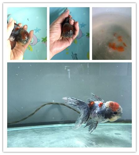 狮子头金鱼头朝下怎么办,狮子头金鱼头有点发黑怎么办