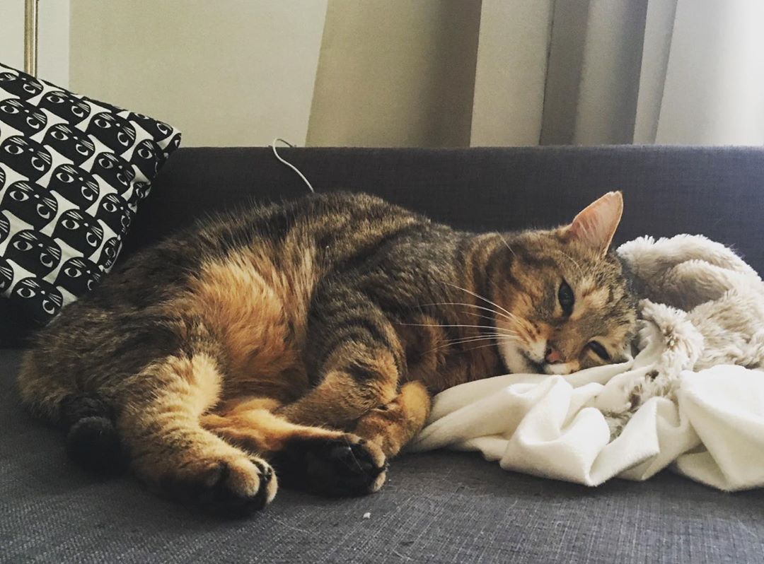 猫咪有分泌物是什么情况,猫咪鼻子有白色分泌物怎么回事