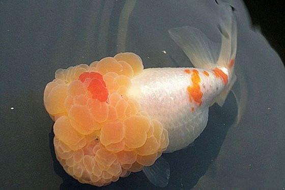 狮子头金鱼头朝下怎么办,狮子头金鱼头有点发黑怎么办