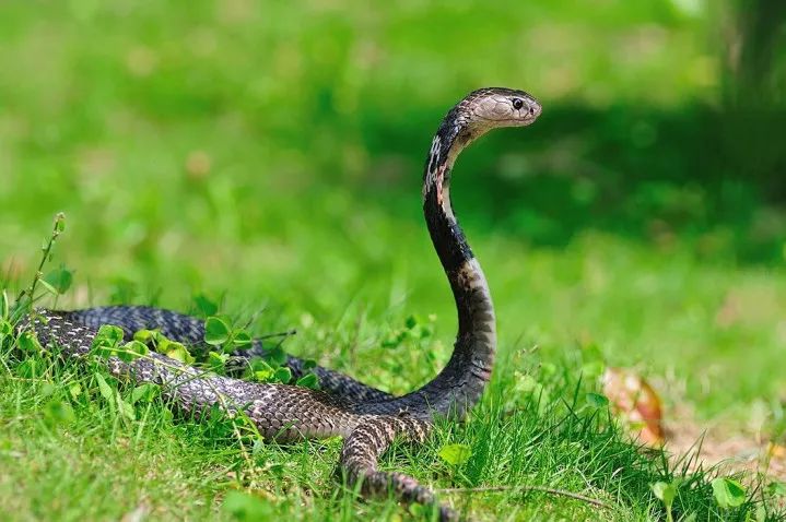 6大“杀不死”的生物，身体坏了可再生，脑袋没了还能跑？