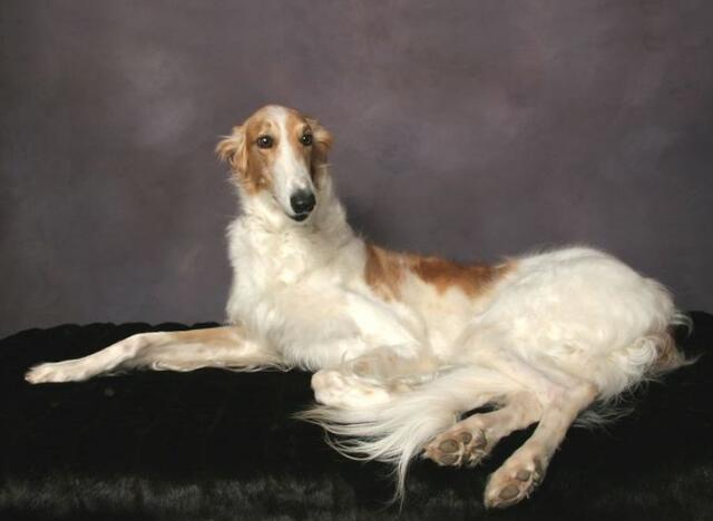 被小区不拴绳子的狗吓到了怎么办,孩子在小区内被未牵绳的狗追咬