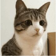 ilovecats,ilovecat