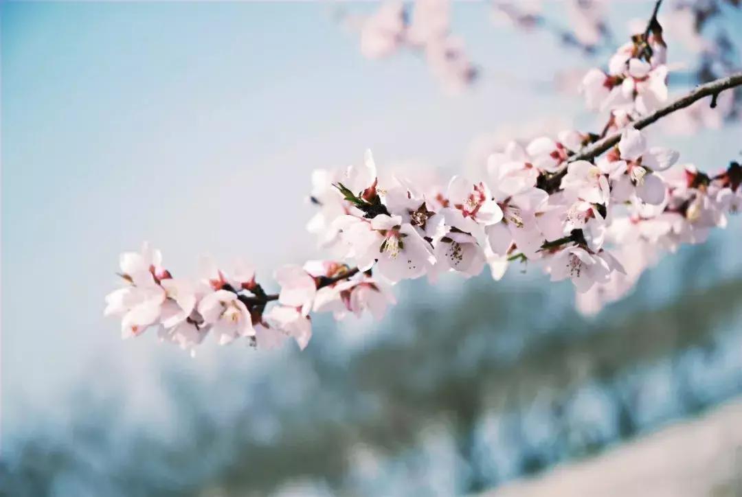 好玩丨清明小长假，宁夏黄沙古渡景区让你玩到停不下来！