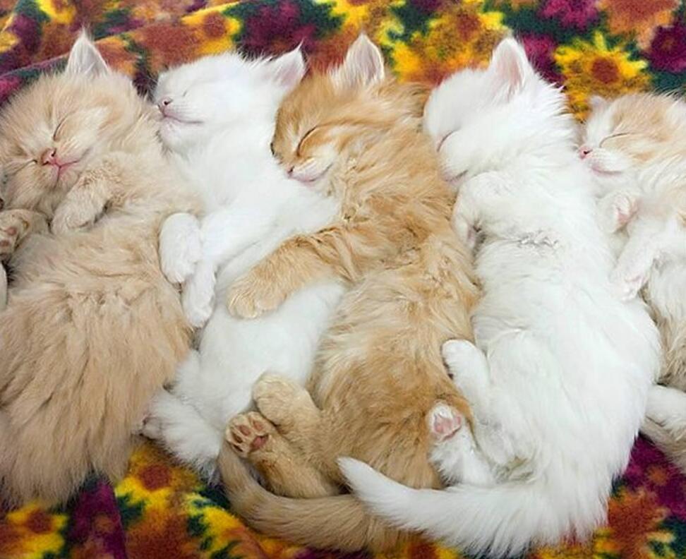 猫咪配对后母猫为什么会攻击公猫,猫咪配对为什么母猫会攻击公猫