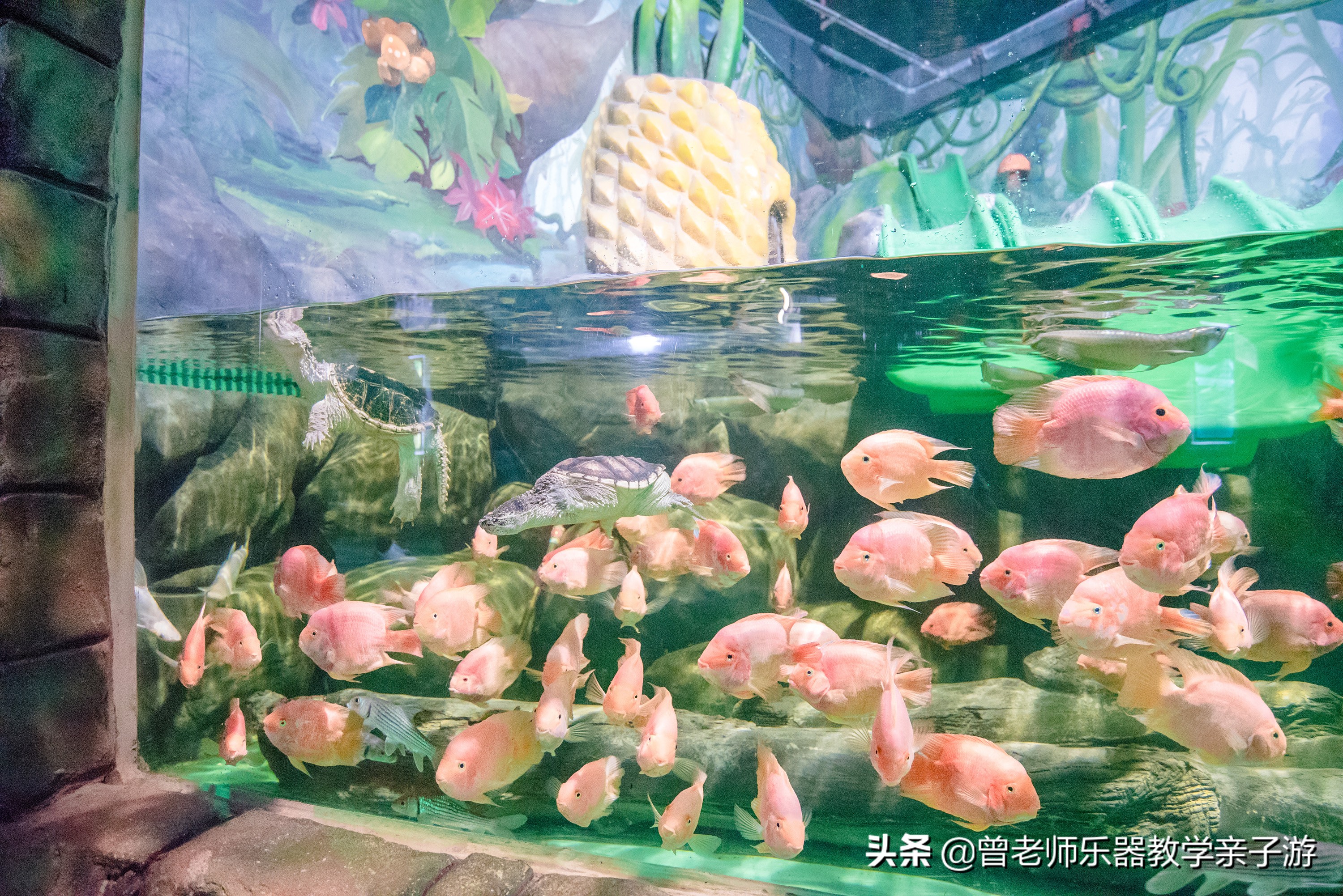 西安太奥海洋馆,西安极地海洋世界海豚表演