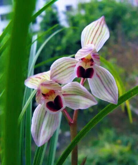 2023莲瓣兰心心相印什么价格,2020年莲瓣兰心心相印价格