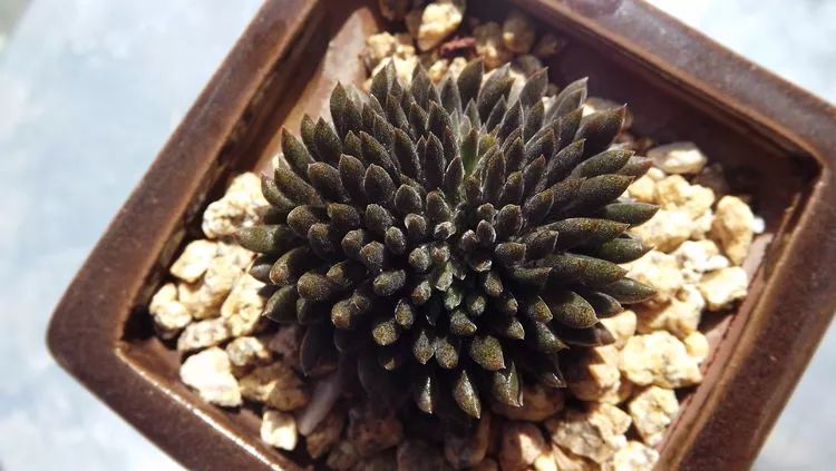 爱机车，爱多肉，宝妈花姐的诗和远方