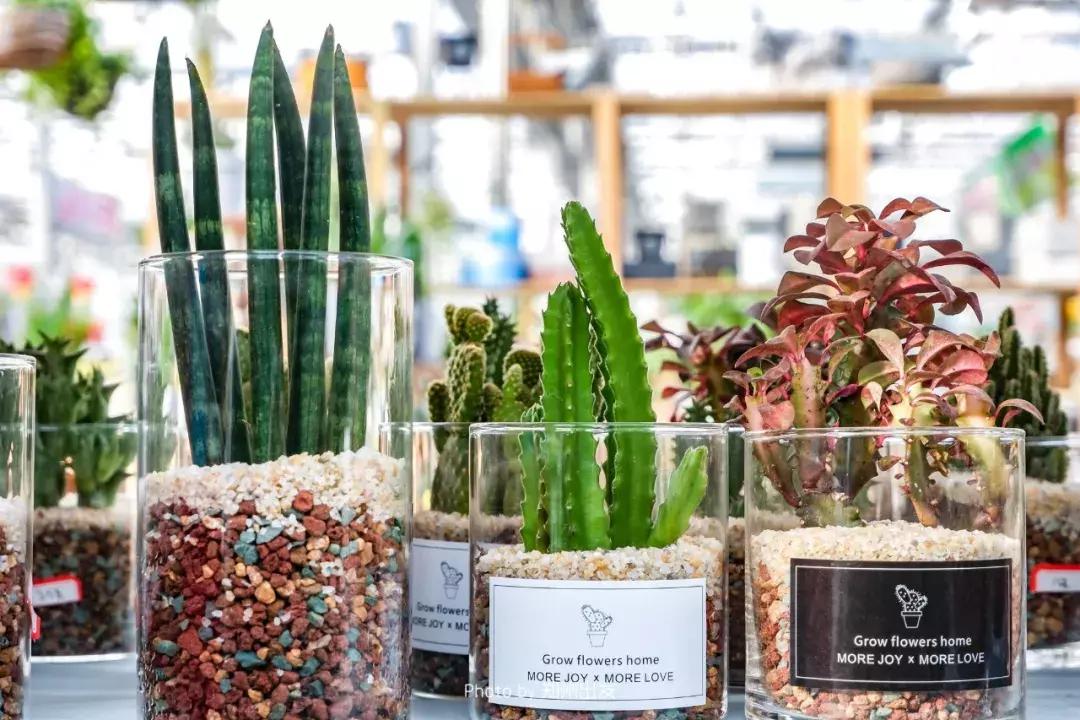 郑州三大花卉市场都是哪个,郑州哪个花卉市场最全