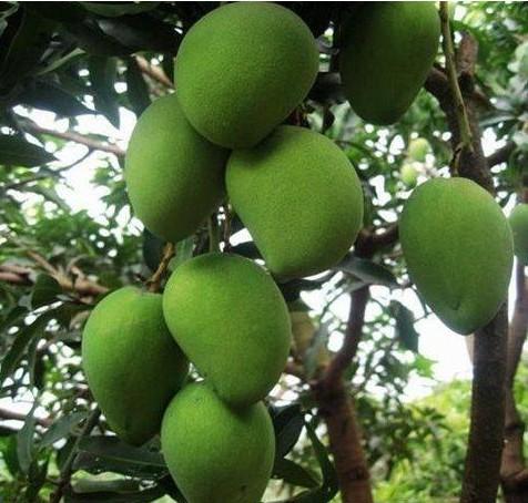 芒果落果严重怎么办,芒果落果多多是怎么回事