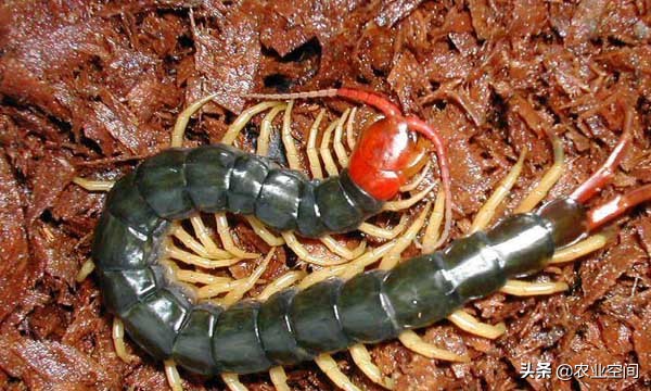 药用蜈蚣的养殖条件有哪些,蜈蚣用什么养