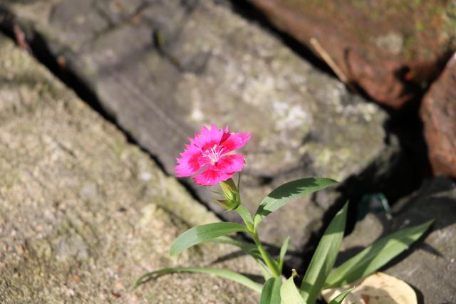 手机APP试玩入门看这里｜妥妥的兼职日赚100