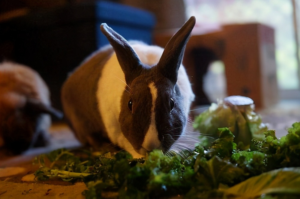 兔子拉屎发粘不吃东西,兔子拉屎没有规律吗