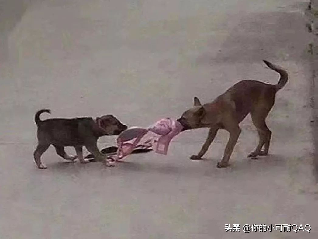 全网通缉照片上的狗,被全网通缉的狗