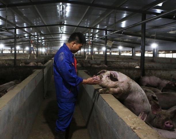 猪瘟预防方法和关注事项,猪瘟应该怎么预防