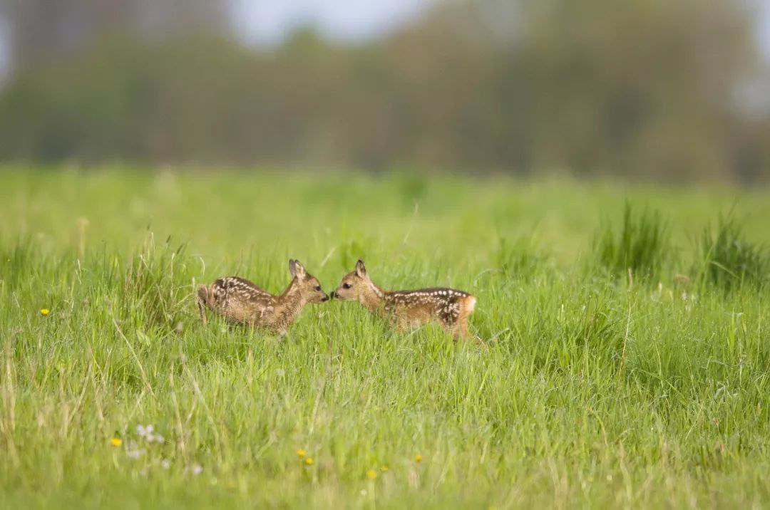 东北傻狍子到底有多傻,东北傻狍子有多傻视频