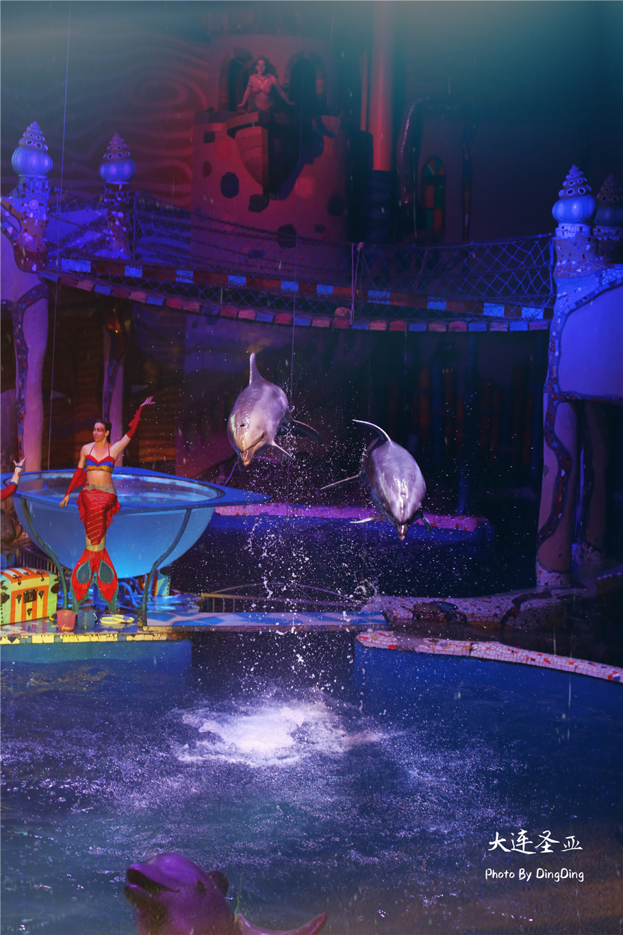 北方明珠活力四射的浪漫之都大连，国内最具特色的海洋世界圣亚