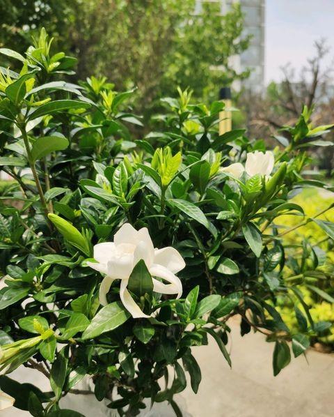 买到黄泥土栀子花,买到黄泥土栽的栀子花怎么处理