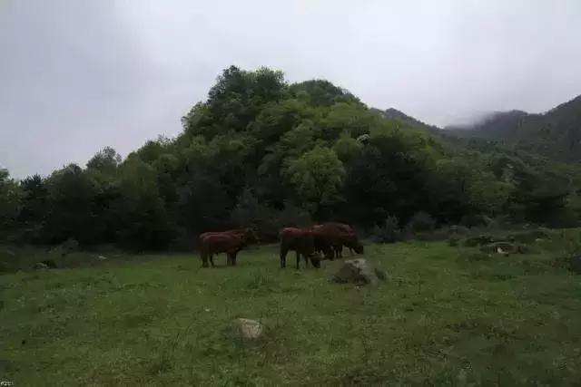 陕西小九寨，十里画廊，天然氧吧--华阴金岩沟