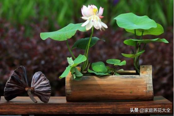 碗莲第一根芽枯萎了,碗莲顶芽发黑腐烂