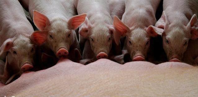 仔猪腹泻的处理方法,仔猪腹泻怎样补救好得快