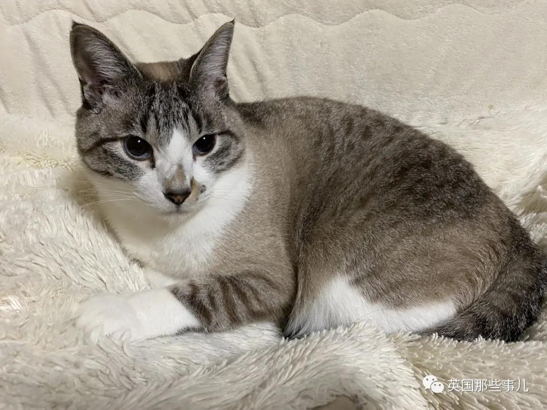 养暹罗猫会得什么病吗,养暹罗猫就像开盲盒