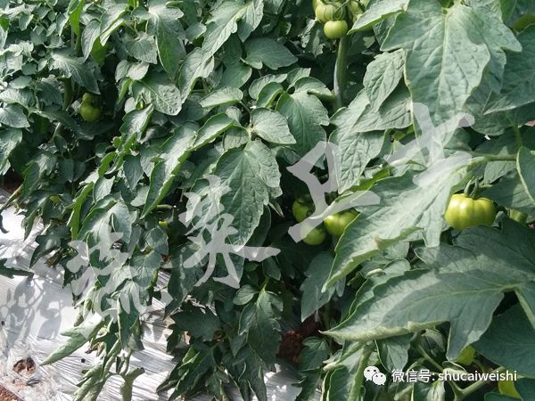 蔬菜叶片畸形卷叶是什么原因,蔬菜种植为什么卷叶