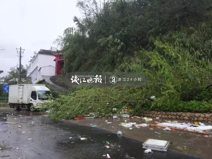 西湖60年大树被连根拔起,西湖大树被淹断电