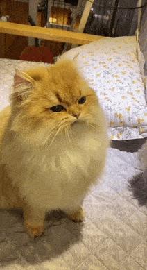 小猫咪到底能有多体贴,你见过这么拽的小猫咪吗