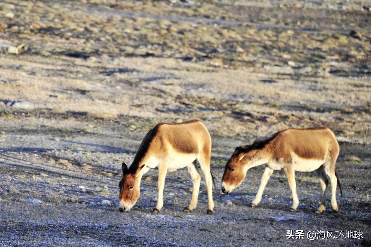 可可西里生命禁区是真的吗,进入生命禁区可可西里
