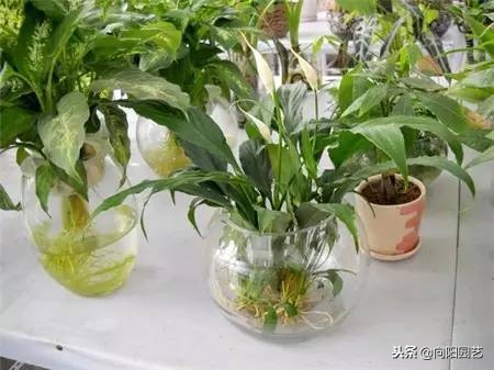 水培植物发臭的解决方法,水培植物根部腐烂怎么补救