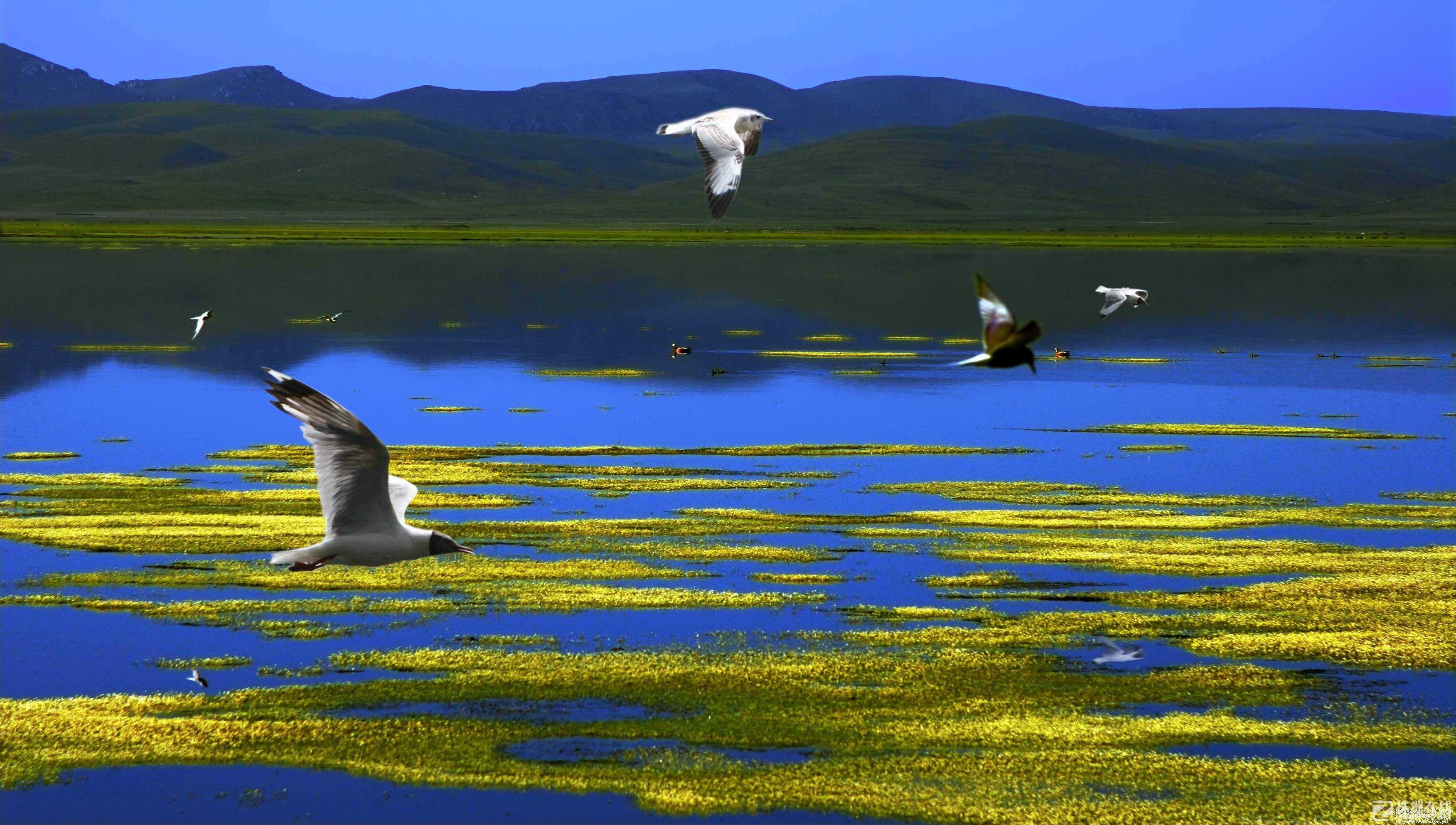 甘南自驾游景点,西安到甘南10天自驾游攻略