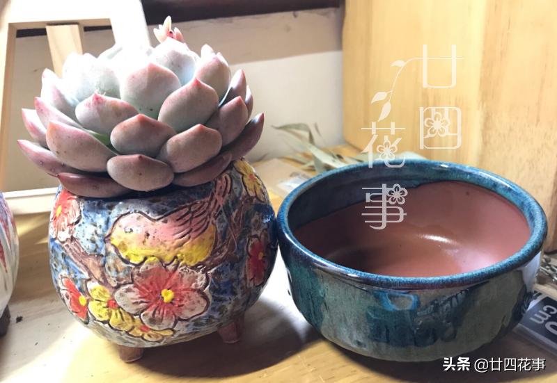 给多肉选花盆，除了看颜值外，还有3个关键指标，直接关系钱包