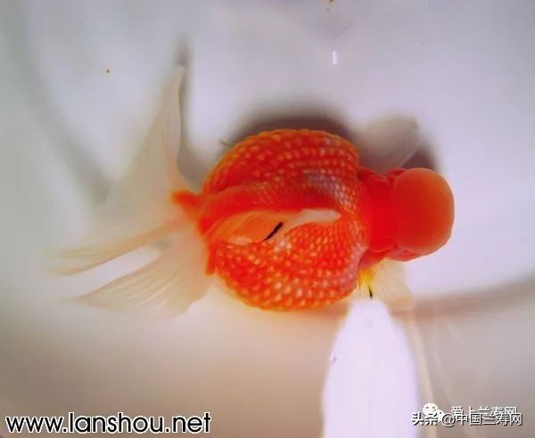 国宝级皇冠珍珠金鱼视频,皇冠珍珠金鱼视频