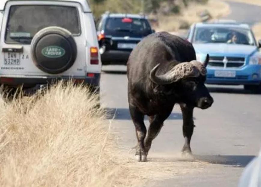 机枪淘汰骑兵,机枪淘汰了吗