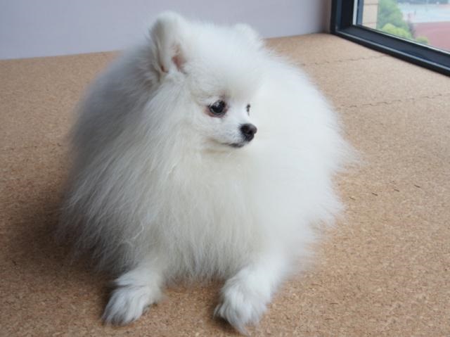 纯种博美犬和精品博美犬如何分辨,纯种博美犬的特征是什么