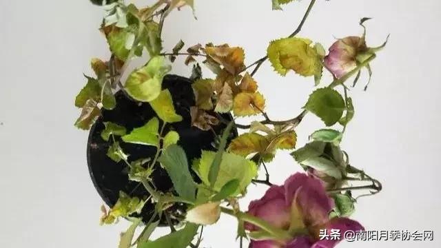 藤本月季多长时间浇一次水,月季地栽完多久浇第二次水