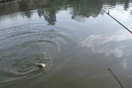 怎么调饵能钓大鱼,不带钩调钓正确方法