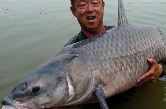 此鱼有“强盗”的外号，只因以植物为食，在国外沦为“拓荒者”