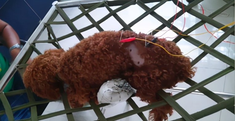 那些年我曾经养过的小狗,那些年我曾经养过的狗