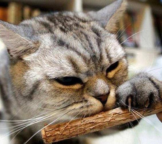 猫咪的十大坏习惯,猫咪十大常见病和预防方法