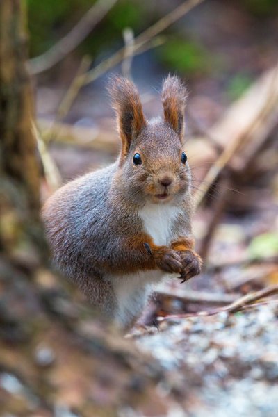 知道小松鼠如何和人沟通吗？偶遇，我辜负了你