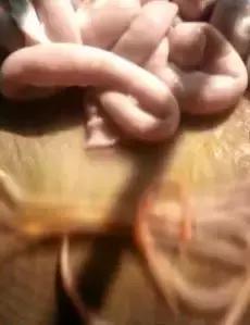 猪肉里发现虫子,猪肉里面有虫子取出来全过程