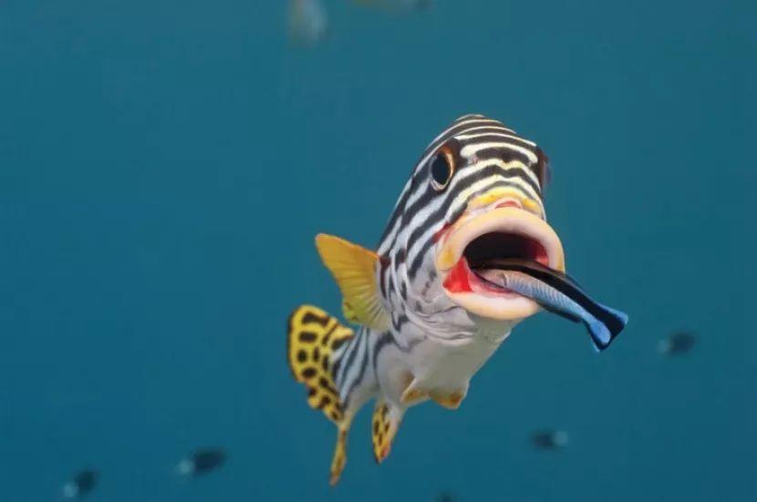 清洁鱼最大能养到多大,清洁鱼生命力有多强