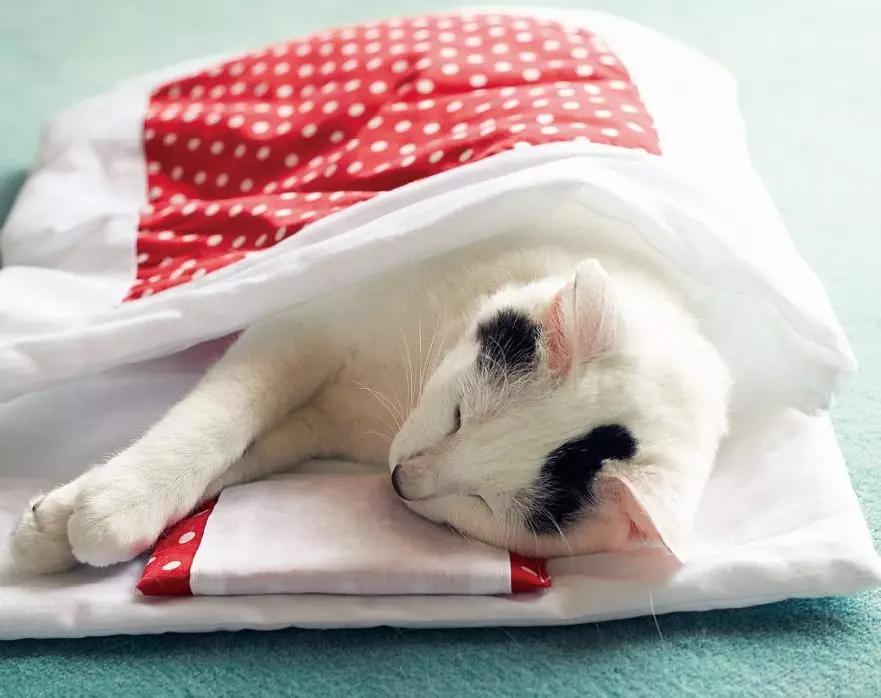 吸一口就爽到！让900万猫奴直呼过瘾的文创店，我真的服了