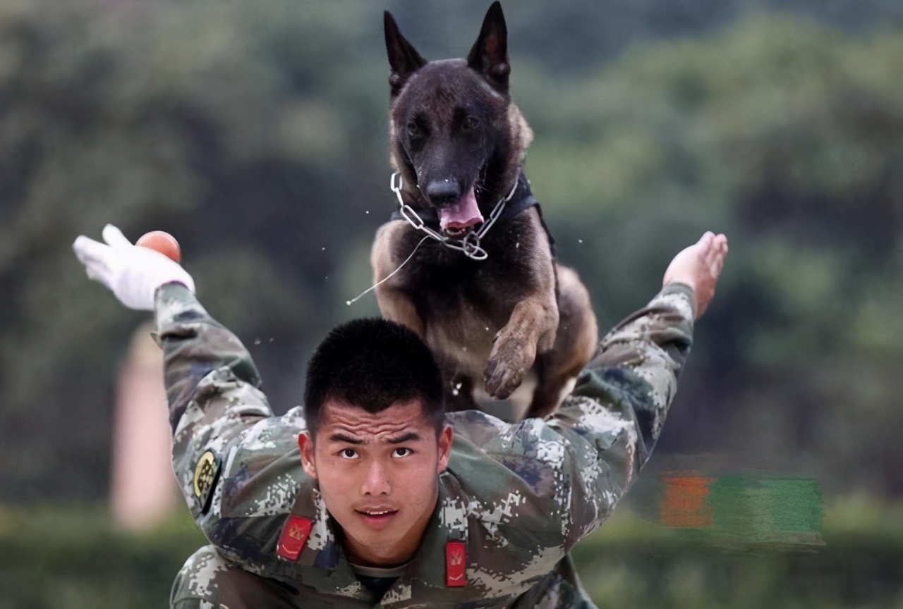 在狗市挑一只双血统马犬,小马犬怎么挑好的狗粮呢