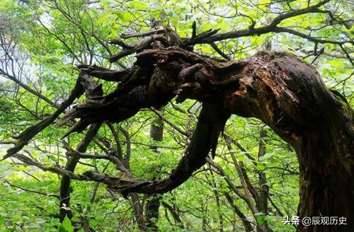 宅子出四喜最正确说法,俗语说的四喜是哪四喜