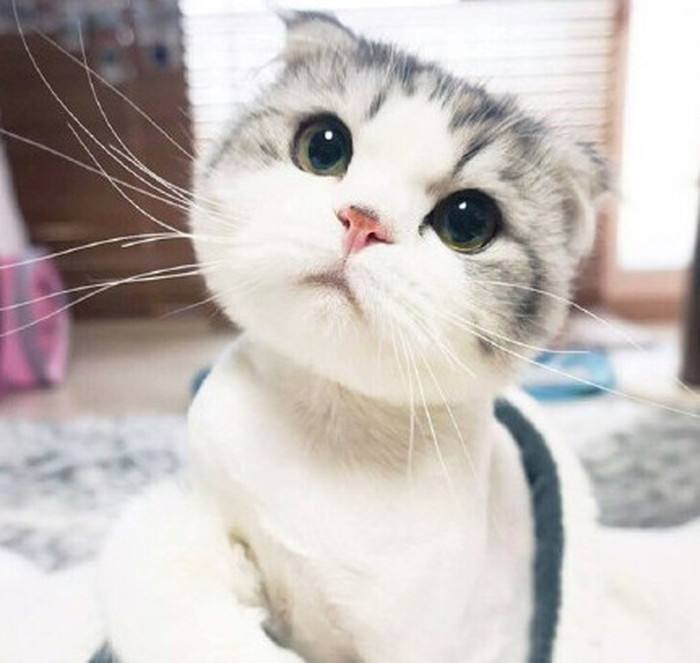最贵猫咪,最贵的猫咪排行榜前十名