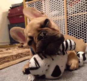 法斗体臭最好的解决方法,假如你家里面有脏东西你会怎么办