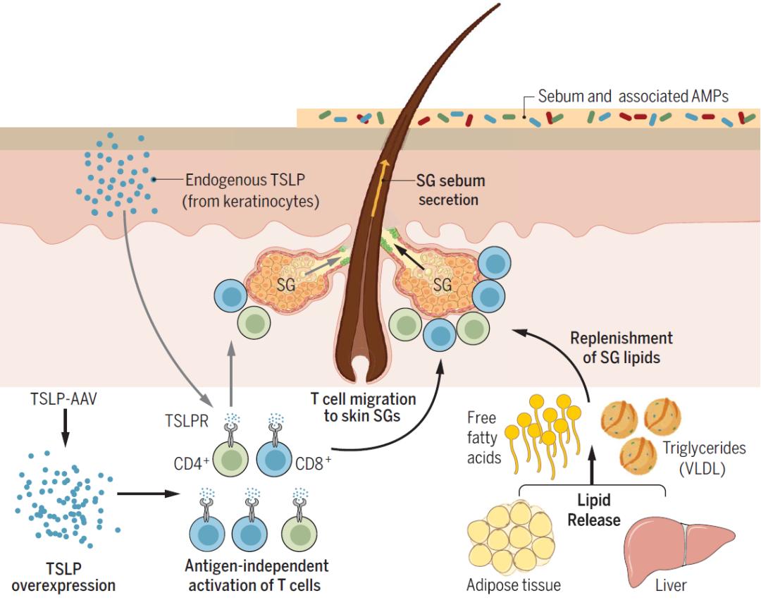 缁嗚優鍥犲瓙鍑忚偉,缁嗚優鍥犲瓙鑳藉噺鑲ュ悧