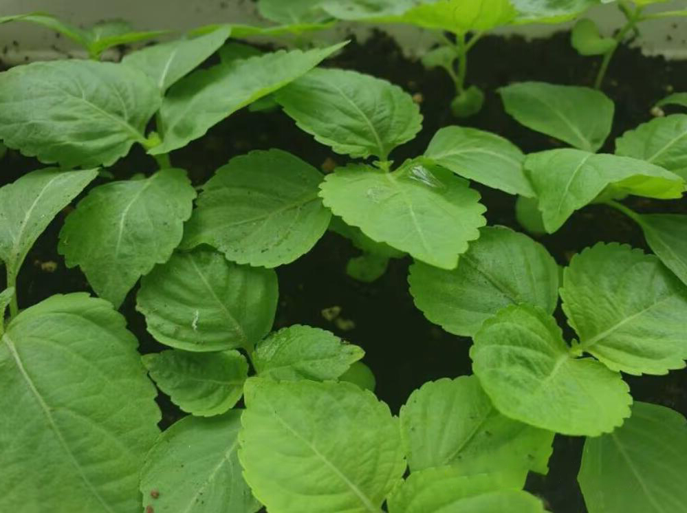 紫苏叶怎么买 (哪些地方可以买紫苏叶)